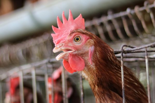 Les aides publiques à l&rsquo;agro-industrie : un système à revoir face à la fraude et à la maltraitance animale