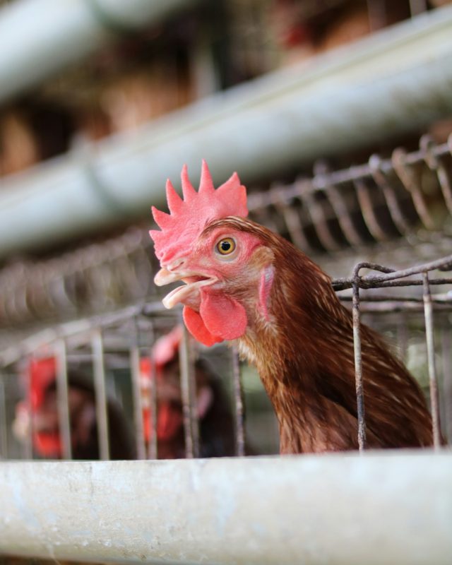 Les aides publiques à l&rsquo;agro-industrie : un système à revoir face à la fraude et à la maltraitance animale